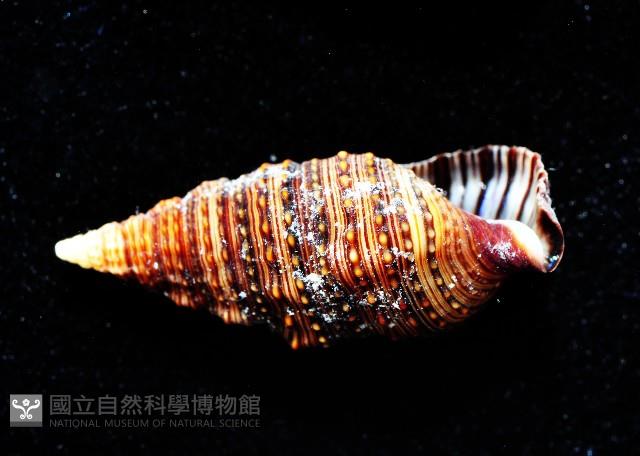 褐帶蟹守螺藏品圖，第4張