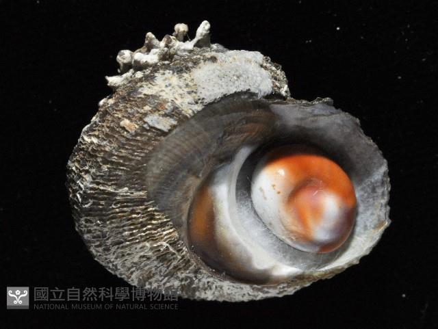 黃金星螺藏品圖，第4張