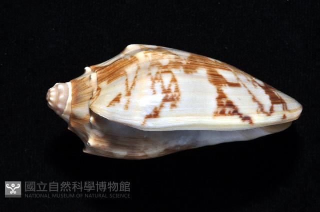 蝙蝠渦螺藏品圖，第4張