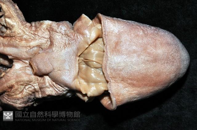 印太水孔蛸藏品圖，第4張