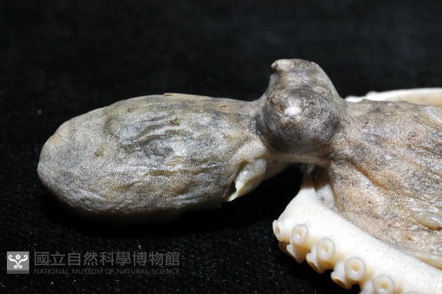 新種章魚TW45藏品圖，第4張