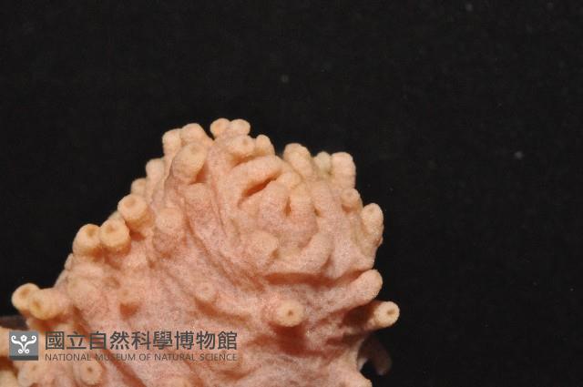 未知種海參藏品圖，第4張