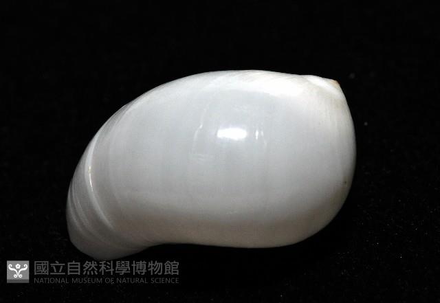 白玉螺藏品圖，第4張
