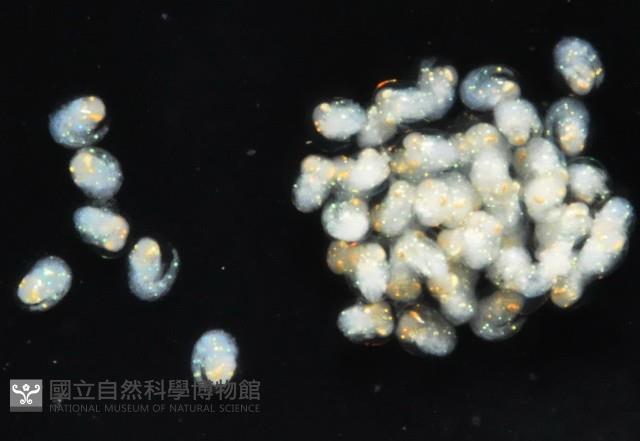 毛毛蝦藏品圖，第4張