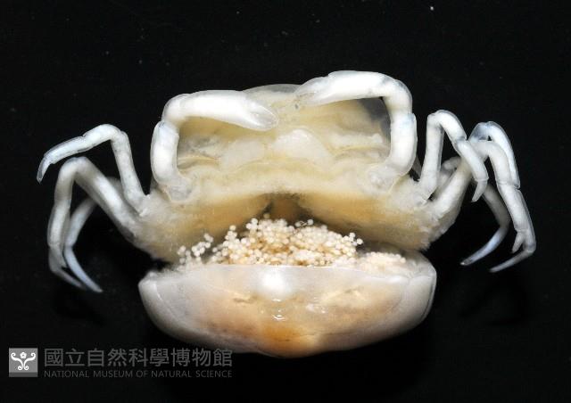 中華蚶豆蟹藏品圖，第4張