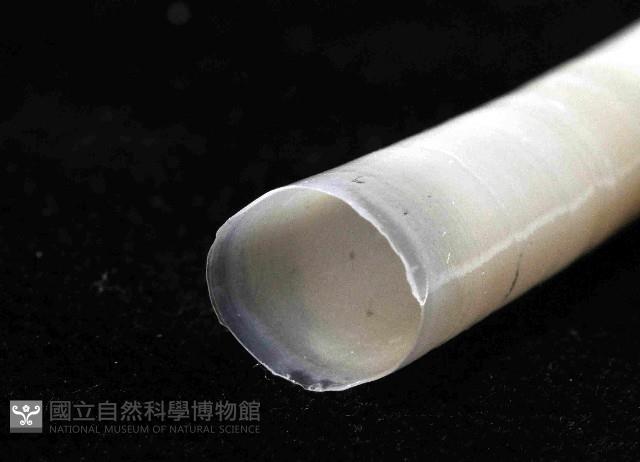 黃光象牙貝藏品圖，第4張