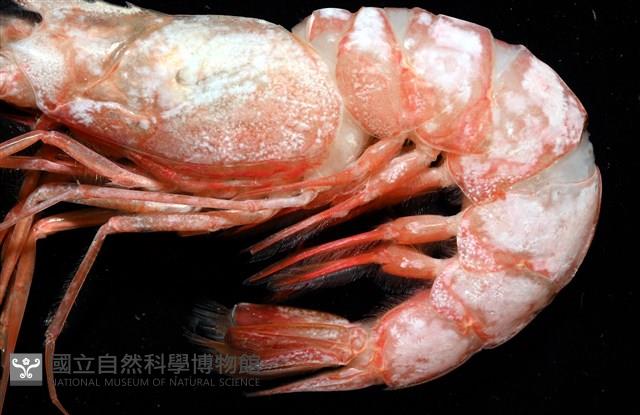 大管鞭蝦(憂鬱管鞭蝦)藏品圖，第4張
