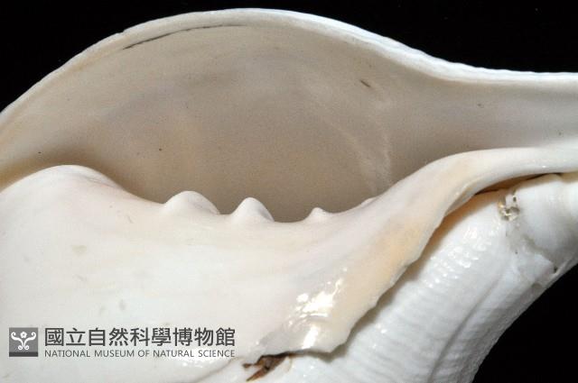 印度聖螺藏品圖，第4張