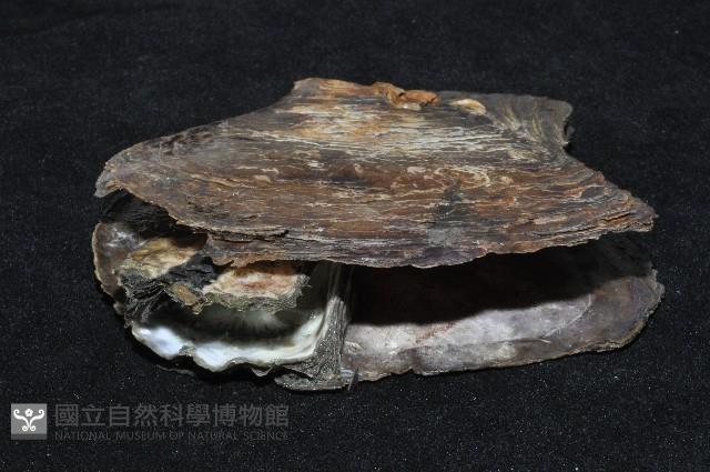大牡蠣(葡萄牙牡蠣)藏品圖，第4張