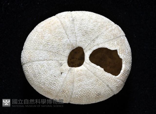 卵圓斜海膽藏品圖，第4張