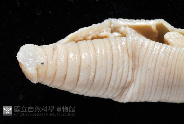 柴山遠環蚓藏品圖，第4張