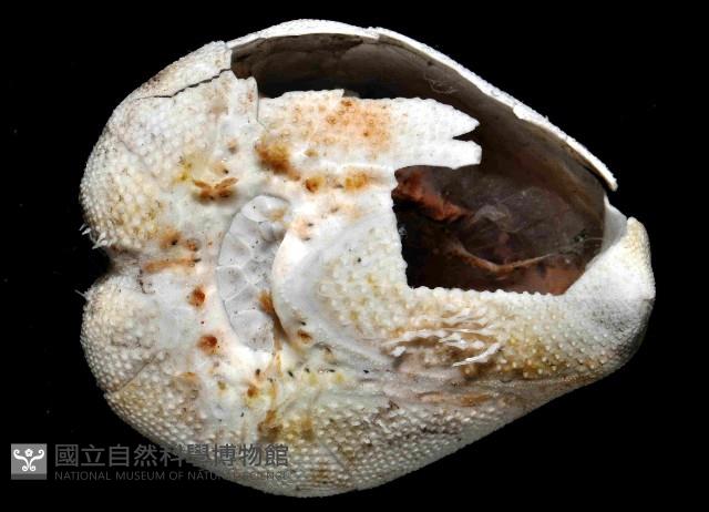 命運神海膽藏品圖，第4張