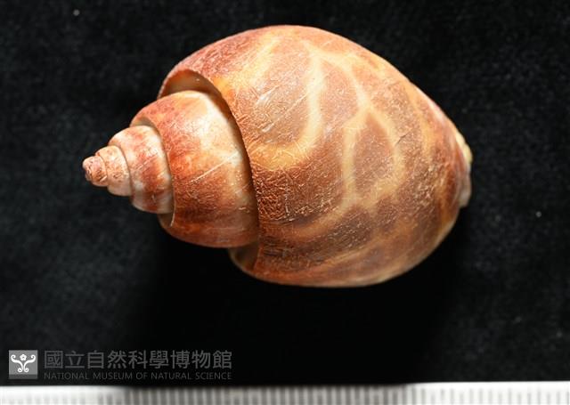 深溝鳳螺藏品圖，第4張