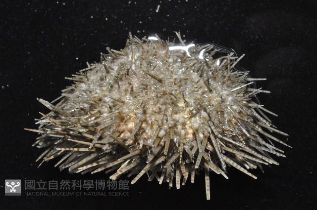 細雕刻肋海膽藏品圖，第4張