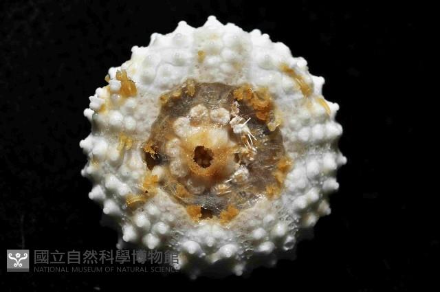 未知種侏儒頭帕(暫譯)藏品圖，第4張