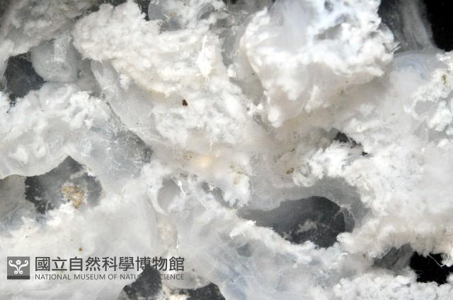 倒立水母(仙后水母)藏品圖，第4張
