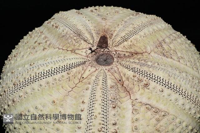 輻星肛海膽藏品圖，第4張