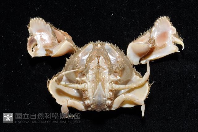 肝葉饅頭蟹藏品圖，第4張