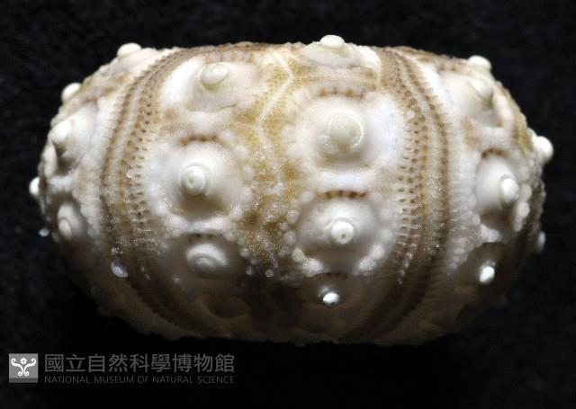 雙列角頭帕藏品圖，第4張