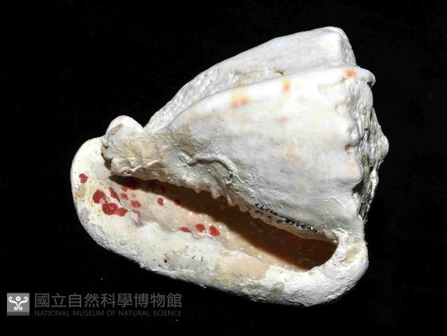 唐冠螺藏品圖，第4張