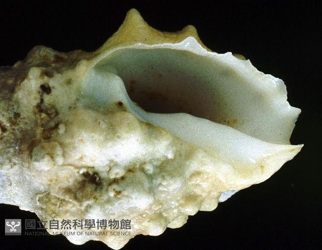 白結螺藏品圖，第4張