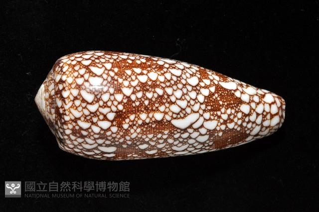 登錄號:007819-00062藏品圖，第4張