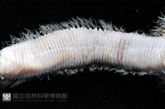 未知種磯沙蠶藏品圖，第4張