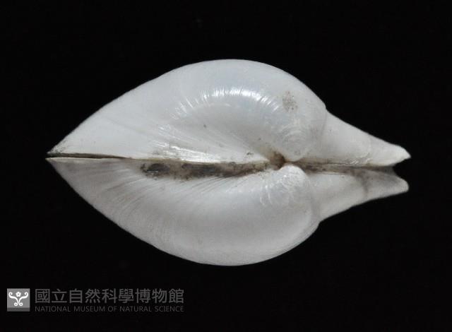 白玉杓蛤藏品圖，第4張