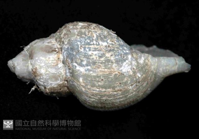 深海捲管螺之一種藏品圖，第4張
