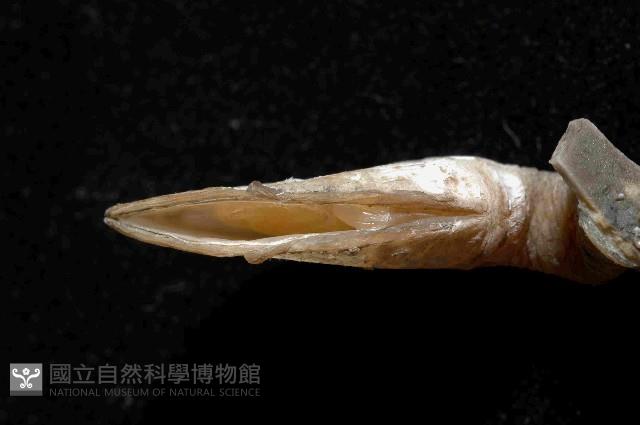 日本阿南鎧茗荷藏品圖，第4張