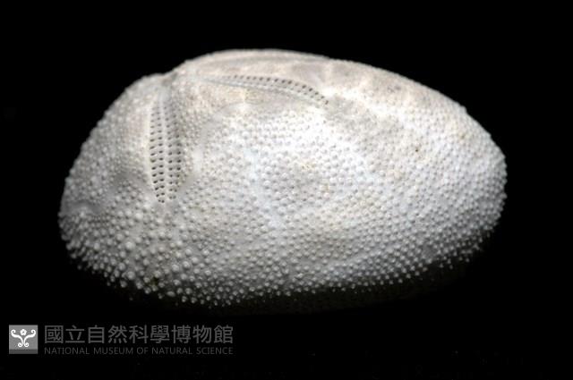 脊背壺海膽藏品圖，第4張