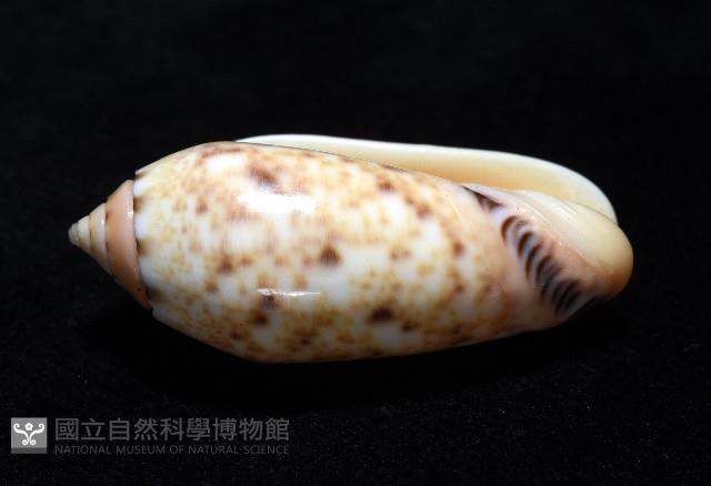 登錄號:007819-00132藏品圖，第4張