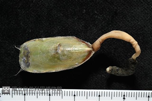 亞氏海豆芽藏品圖，第4張