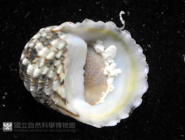 大圓蜑螺藏品圖，第4張