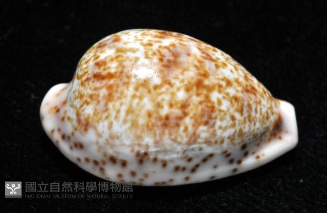 銹斑寶螺藏品圖，第4張