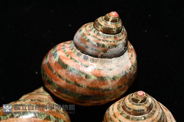 貓眼蠑螺藏品圖，第4張