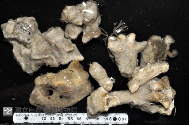 未知種海綿藏品圖，第4張