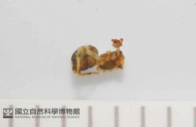 臺灣奈斯蛛藏品圖，第4張