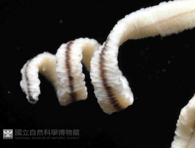 曙光無溝紐蟲藏品圖，第4張