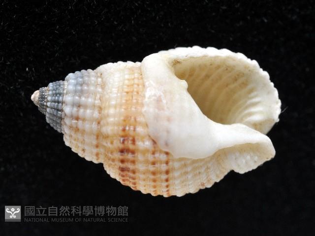 黑頂織紋螺藏品圖，第4張