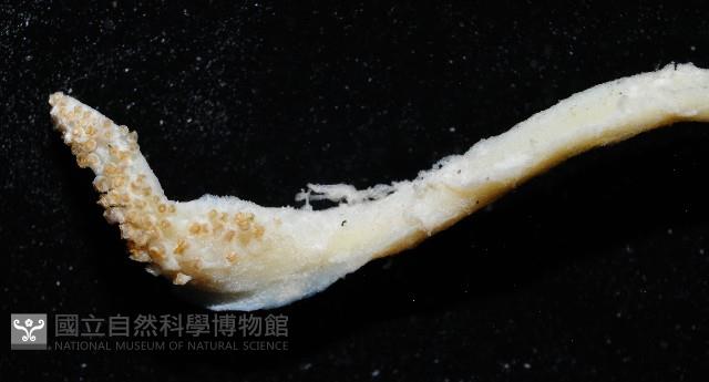 叉尾烏賊藏品圖，第4張