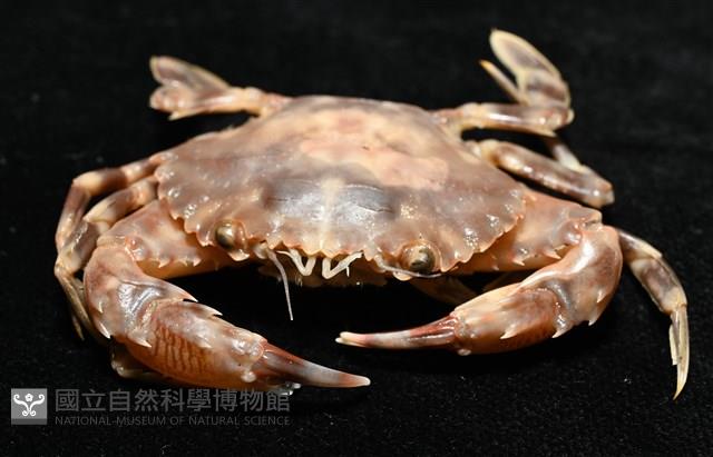環紋蟳藏品圖，第4張