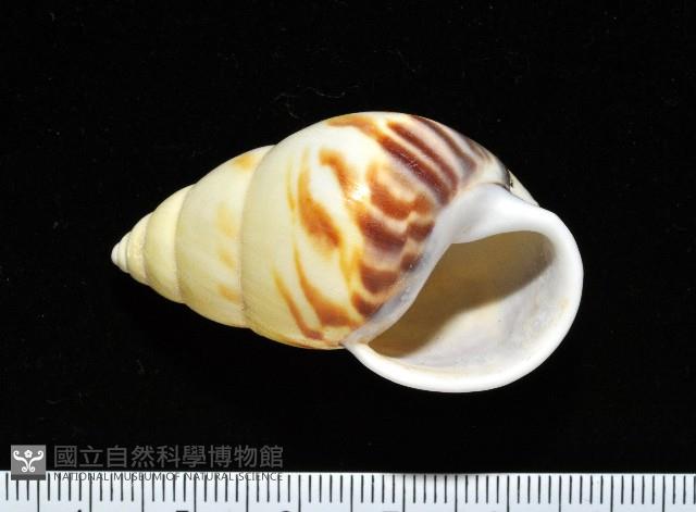 雙旋蝸牛藏品圖，第4張
