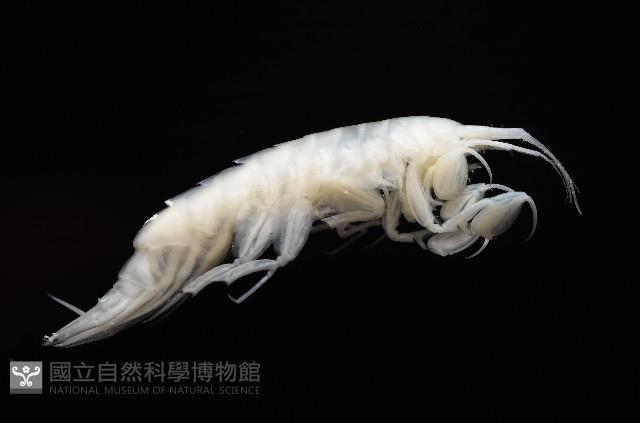 未知種深海鉤蝦藏品圖，第4張