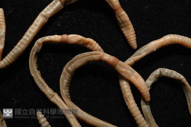墾丁遠環蚓藏品圖，第4張