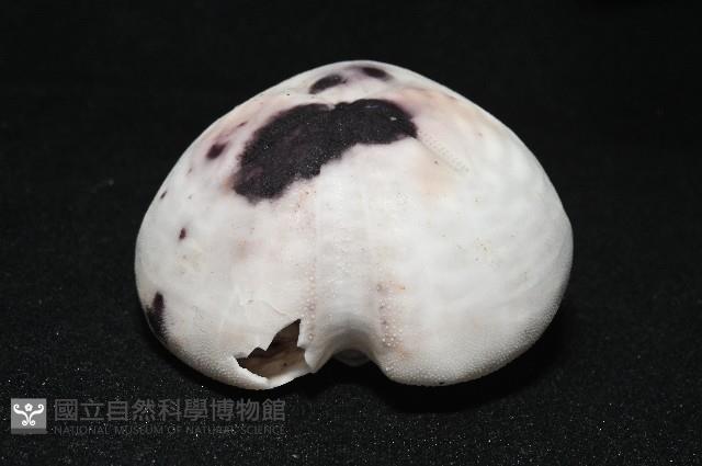 心形緣帶海膽藏品圖，第4張