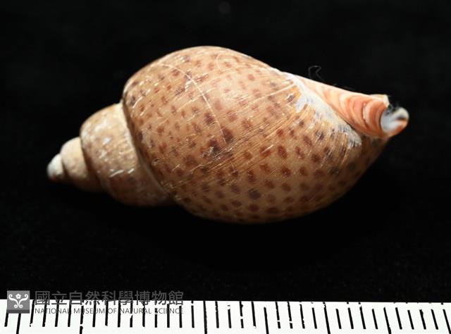 南非鳳螺藏品圖，第4張