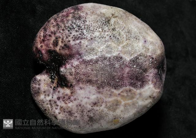 心形緣帶海膽藏品圖，第4張