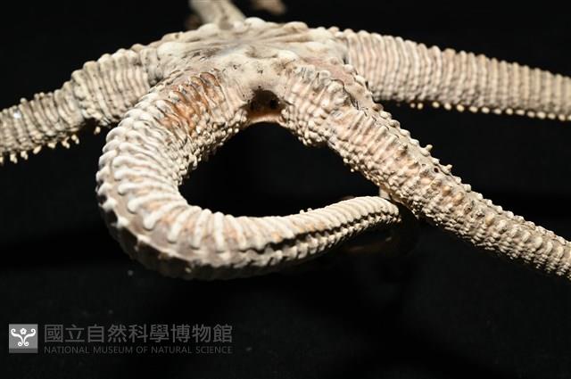 鞭枝蛇尾藏品圖，第24張