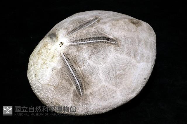 脊背壺海膽藏品圖，第24張